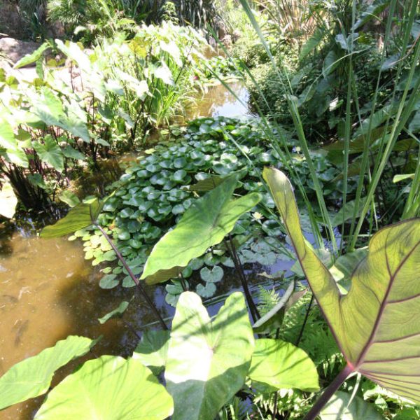 Jardins la Mortella, Ischia